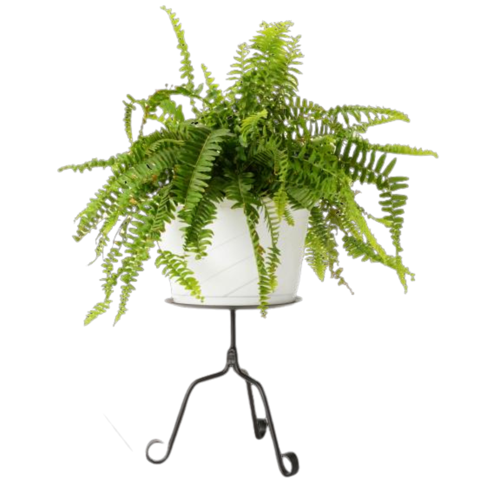 fern plant hanger Plant Stand | Flower Pot Holder