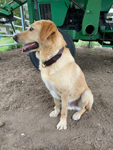 Load image into Gallery viewer, lab retriever dog wearing handmade brown leather collar