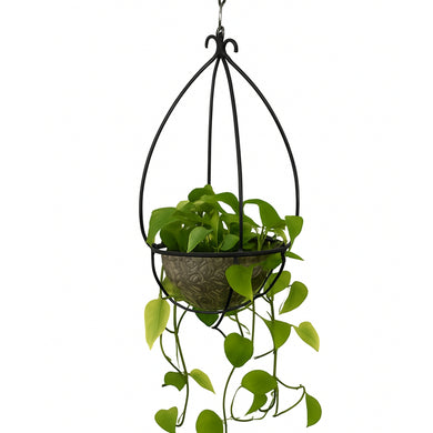 Hanging plant with green leaves in a decorative black metal basket on a white background