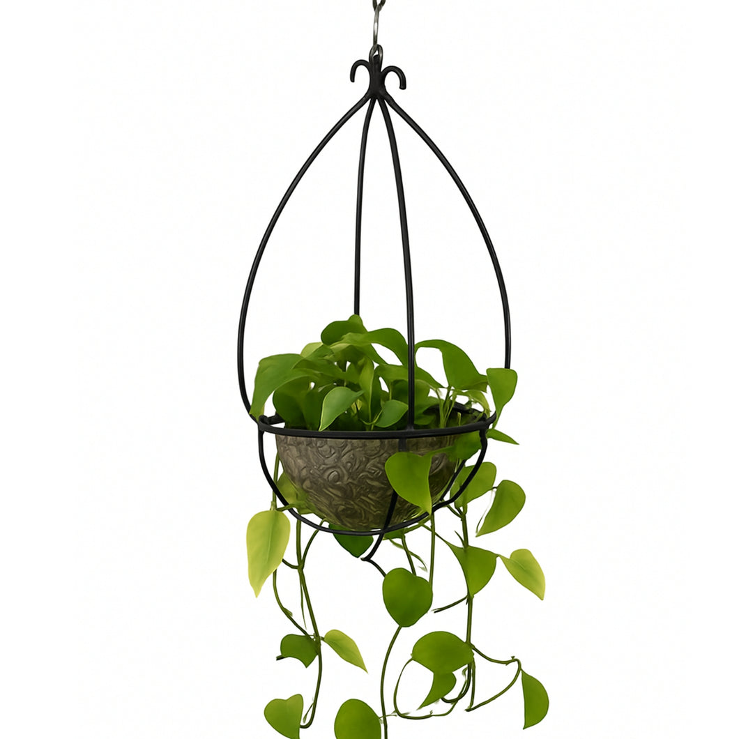 Hanging plant with green leaves in a decorative black metal basket on a white background