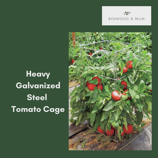 video describing why Boxwood & Mum tomato cage plant supports are better.  They are made with heavy galvanized steel, have double corner posts for stability, made in Lancaster county, fold flat for storage, can be reused over and over.  There are 4 sizes of tomato stands to choose from.
