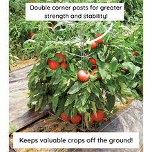 Load image into Gallery viewer, Tomato stand supporting a plant full of tomatoes!  Double corner posts for greater strength and stability.  Keeps valuable crops off the ground.
