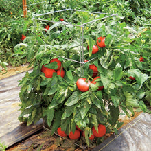 Load image into Gallery viewer, Tomato cage plant stand pictured in a garden supporting a tomato plant full of tomatoes
