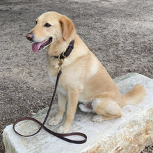 Load image into Gallery viewer, Yellow lab wearing Boxwood &amp; Mum collar and leash
