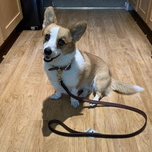 Load image into Gallery viewer, small corgi dog wearing leather leash
