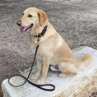 Labrador wearing heavy duty leather dog leash
